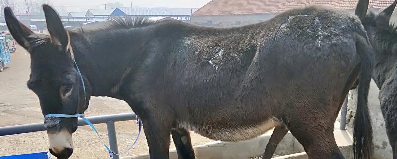 養(yǎng)驢掙錢為什么沒人養(yǎng)，養(yǎng)驢國家有補(bǔ)貼嗎